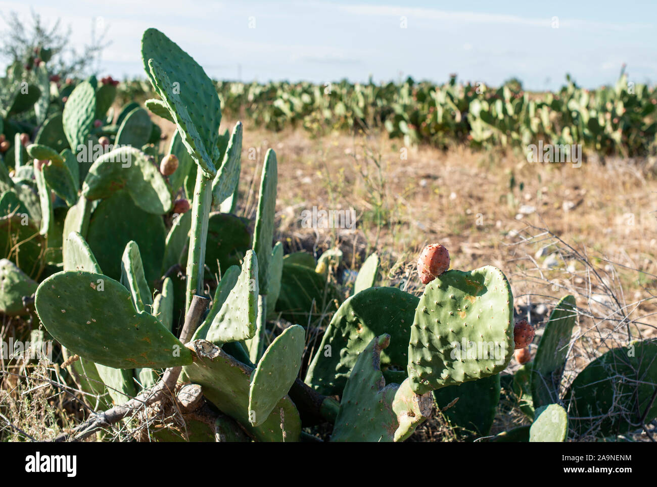 Industrial cactus plantation. Growing cactus. Fruits on cactus. Sunny day. Stock Photo