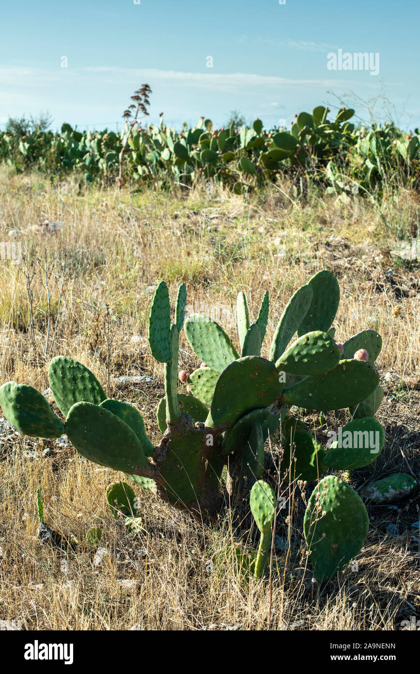 Industrial cactus plantation. Growing cactus. Fruits on cactus. Sunny day. Stock Photo