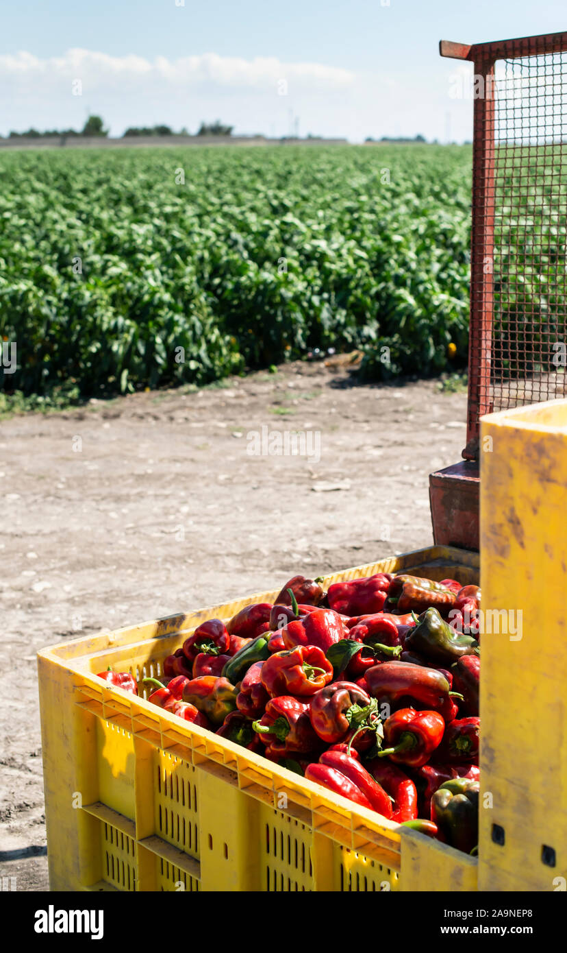 Mature big red peppers in crate ready for transport from the farm. Close-up peppers and agricultural land. Stock Photo
