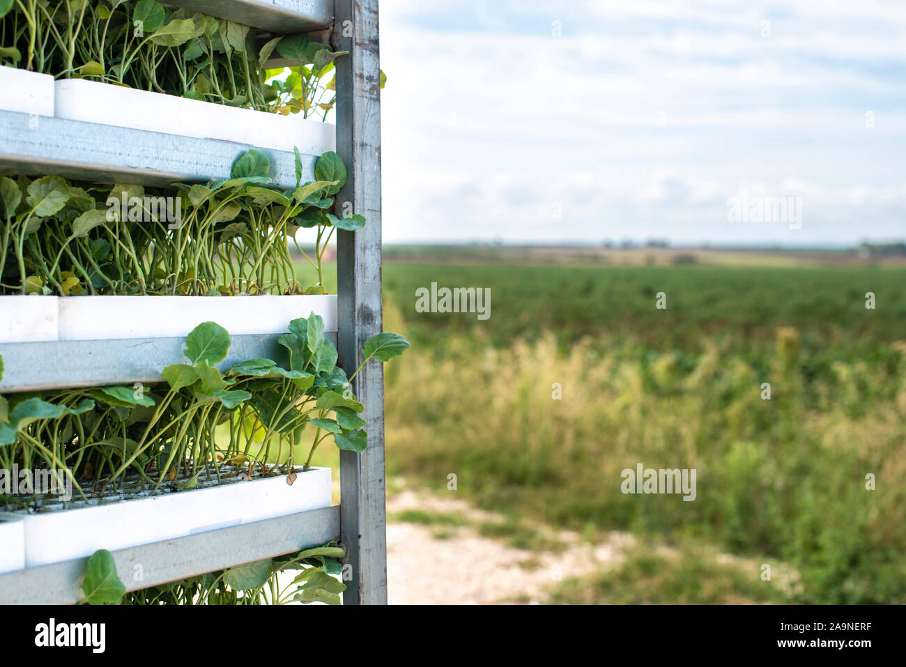 Seedlings in packages placed on shelving in the field. Concept for planting new plants on agriculture field. Stock Photo