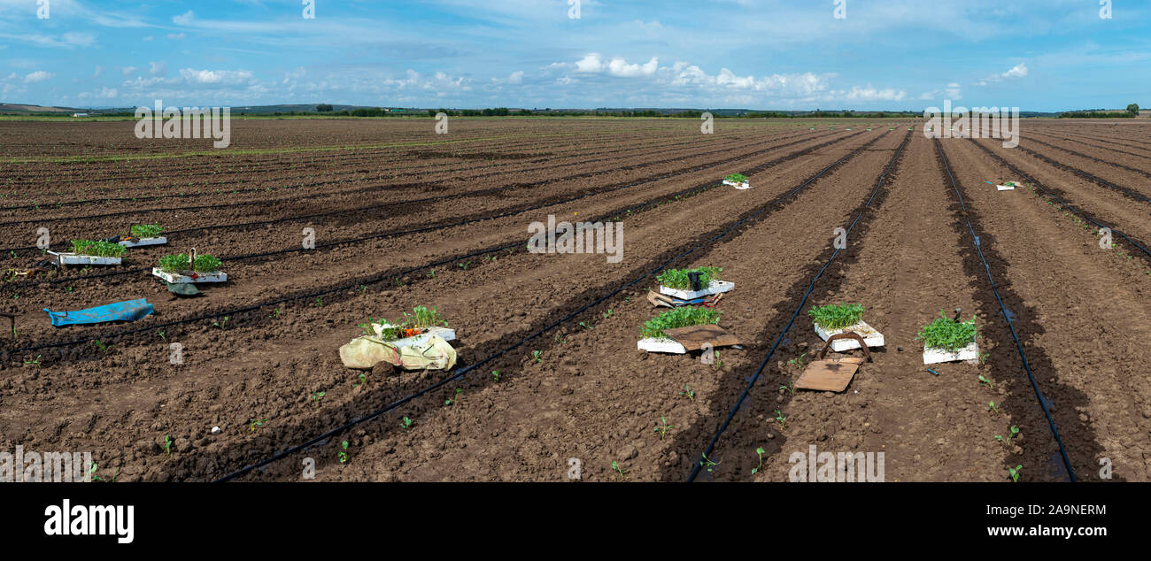 Seedlings in crates on the agriculture land. Planting new plants in soil. Big plantation. Planting broccoli in industrial farm. Stock Photo