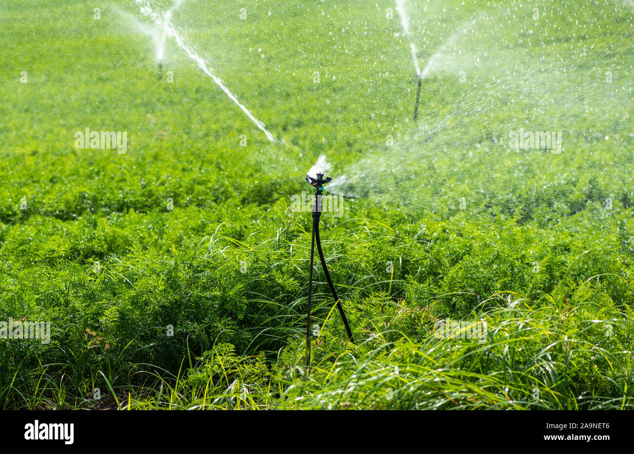 Watering plantation with carrots. Irrigation sprinklers in big carrots farm. Blue sky. Stock Photo