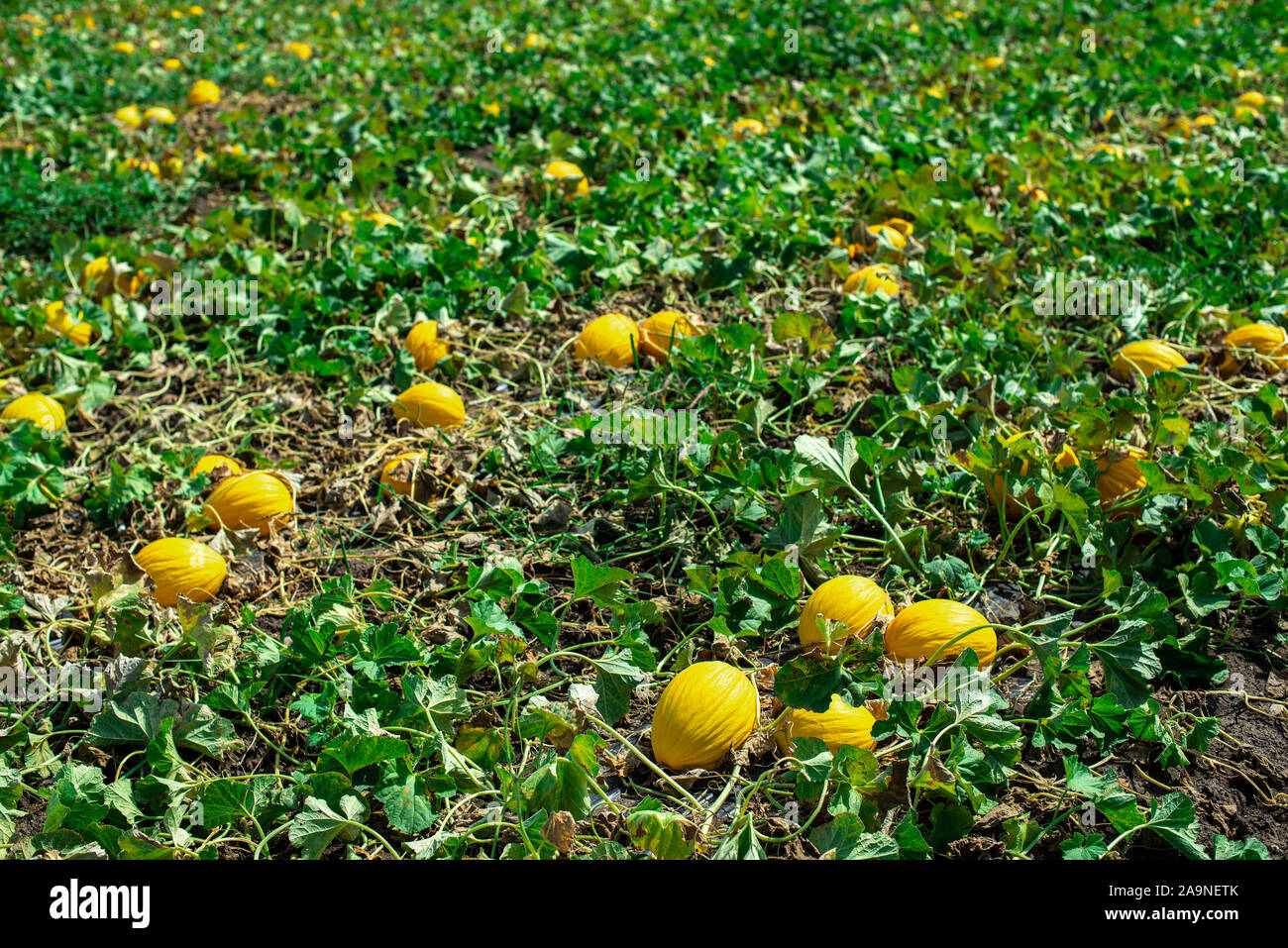 Melons in the field. Sunny day. Plantation with yellow melons in Italy. Big farm with melons. Stock Photo