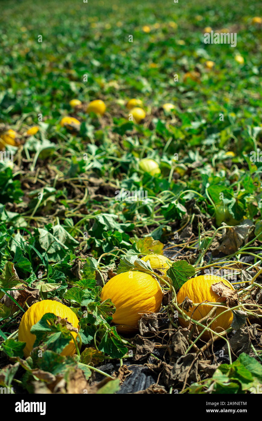 Melons in the field. Sunny day. Plantation with yellow melons in Italy
