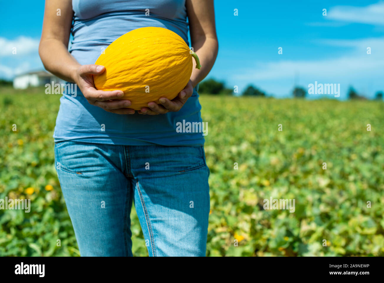 Harvest canary melons. Sunny day. Picking yellow melons in plantation. Woman hold melon in a big farm. Stock Photo