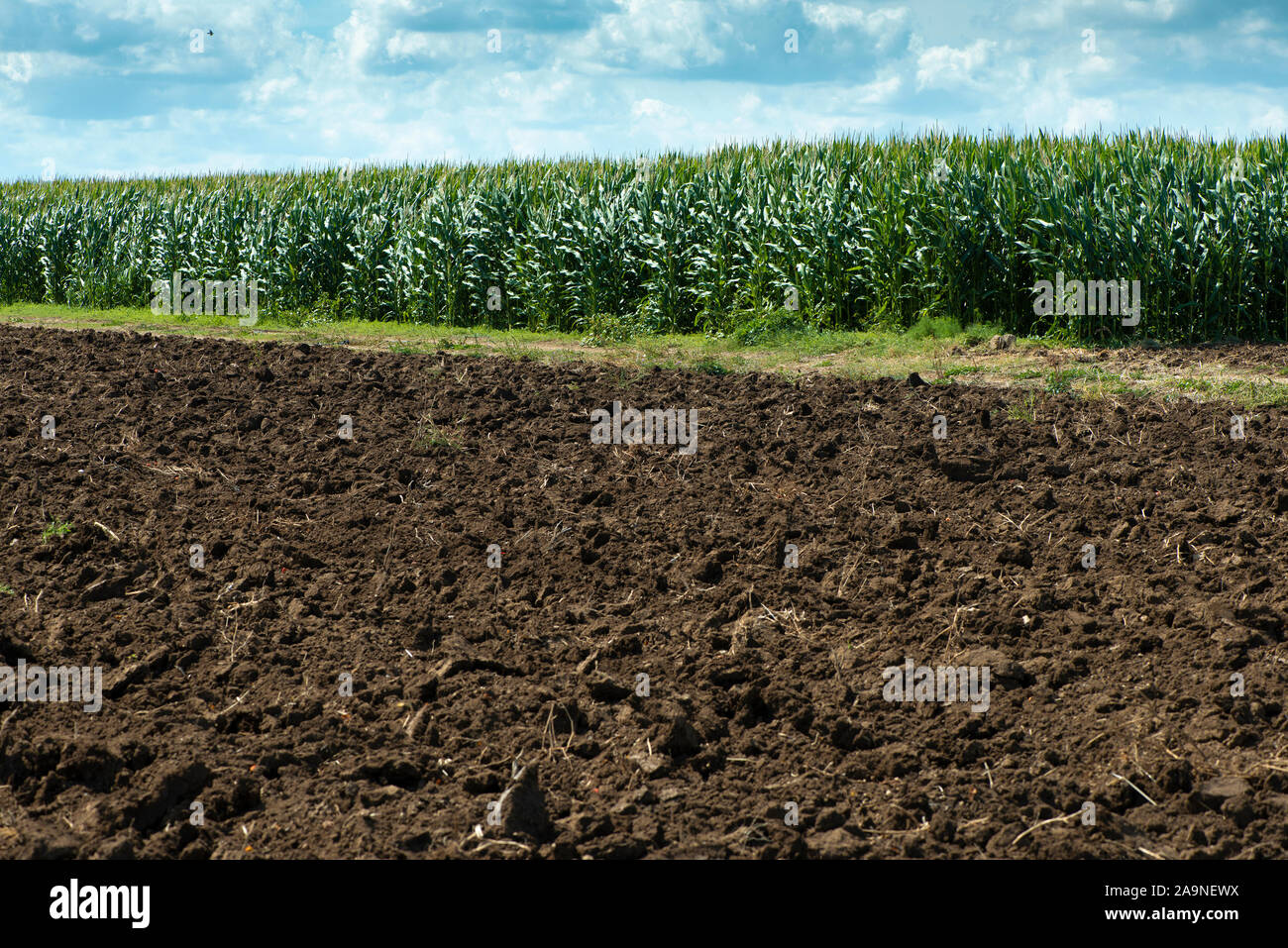 Plowed soil and plantations with corn in the background. Agriculture corn farm. Stock Photo