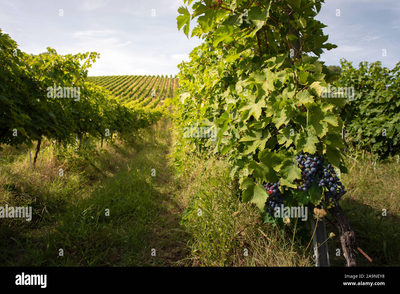 Vineyards with red grape for wine making. Big italian vineyard rows. Sunny day. Stock Photo