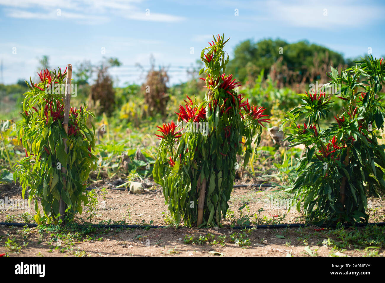 Small red hot peppers in bush. Sunlight. Small garden with hot peppers. Many ripe red hot variety peppers. Agriculture concept. Spicy and hot concept. Stock Photo