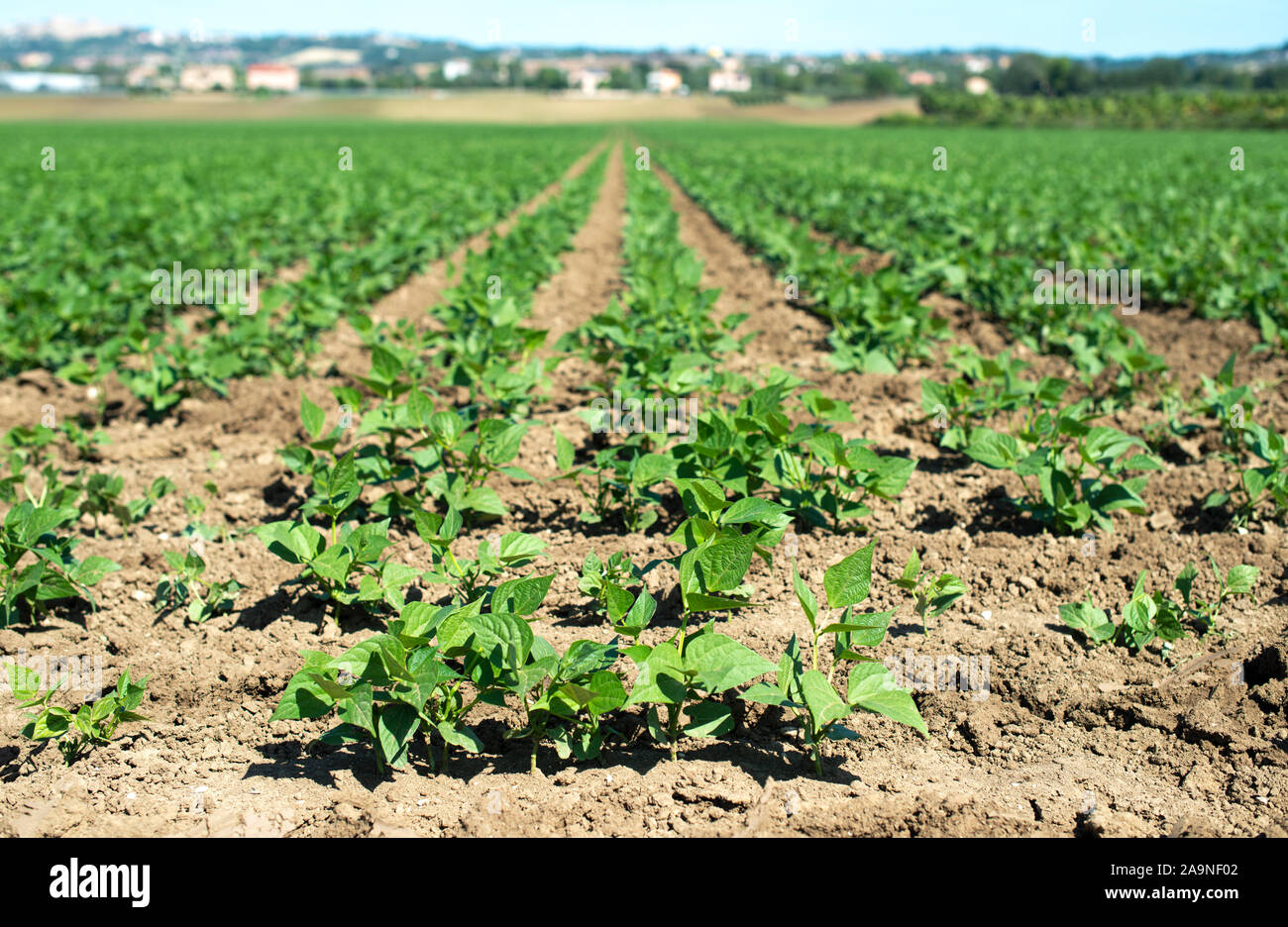 Legumes plantation. Soybean plants in rows. Sunny day. Stock Photo