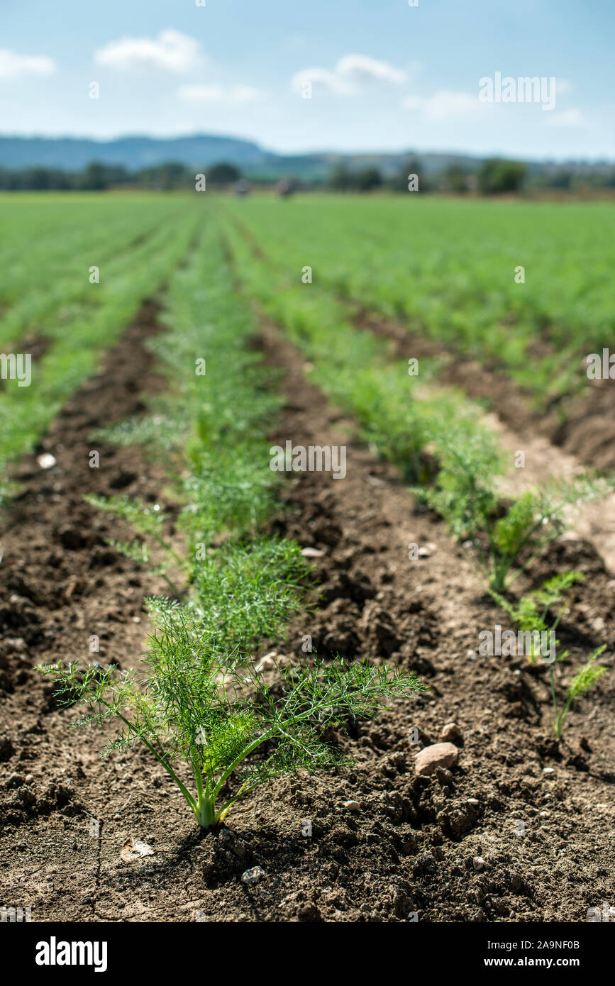 Fennel young plants in rows. Agriculture land with small fennel plants