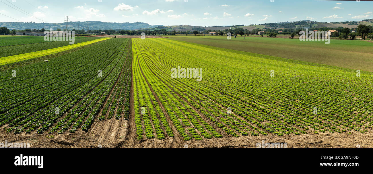 Big lettuce plantation on rows outdoor. Industrial lettuce farm. Various plants. Panoramic image. Agriculture land on sunny day. Stock Photo