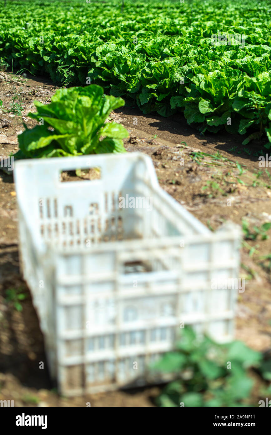 Big ripe lettuce in outdoor industrial farm. Growing lettuce in soil. Picking lettuce in plantation. White crates. Stock Photo