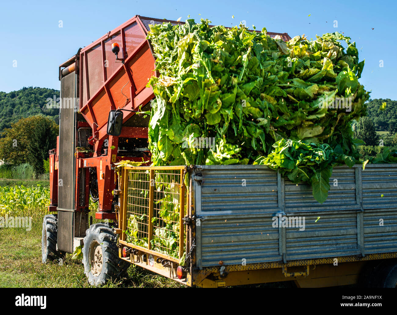 Loading tobacco leaves on truck. Harvest and transport tobacco leaves from plantation. Sunlight. Stock Photo