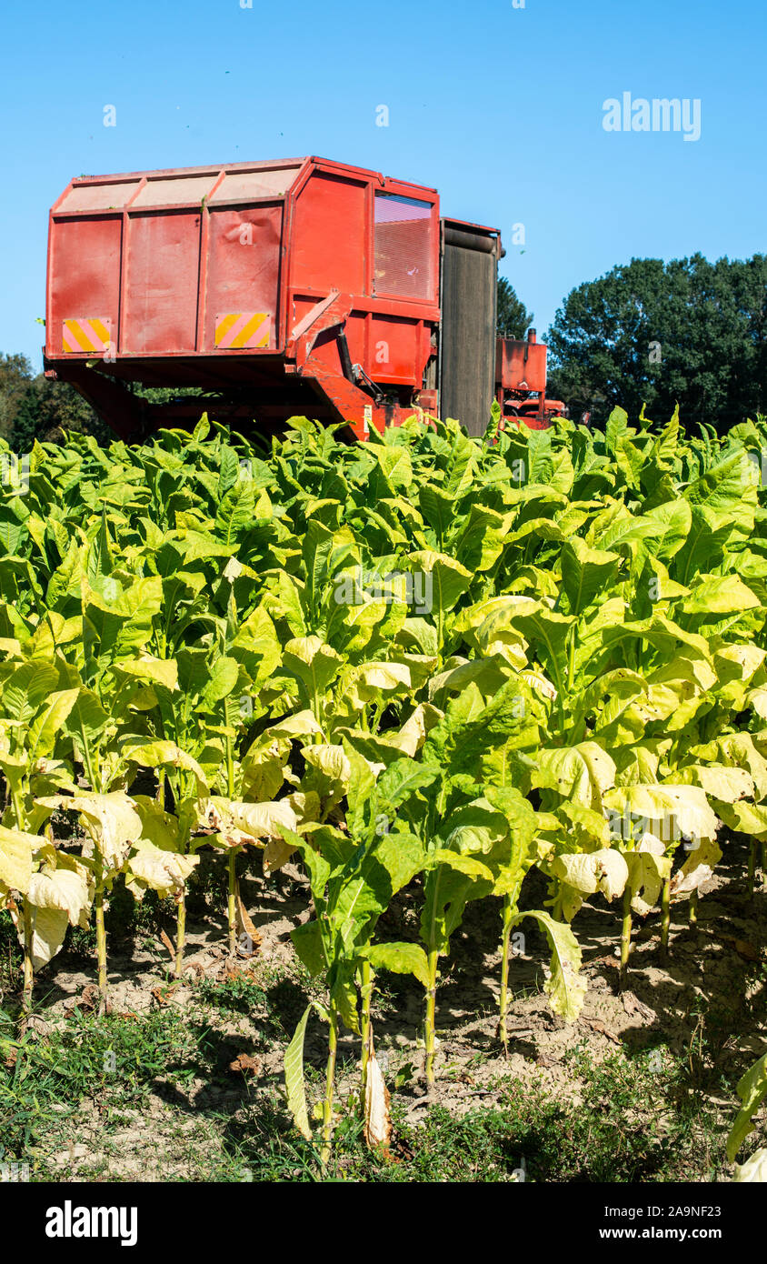 Harvesting tobacco leaves with harvester tractor. Tobacco plantation. Growing tobacco industrially. Sunlight. Stock Photo