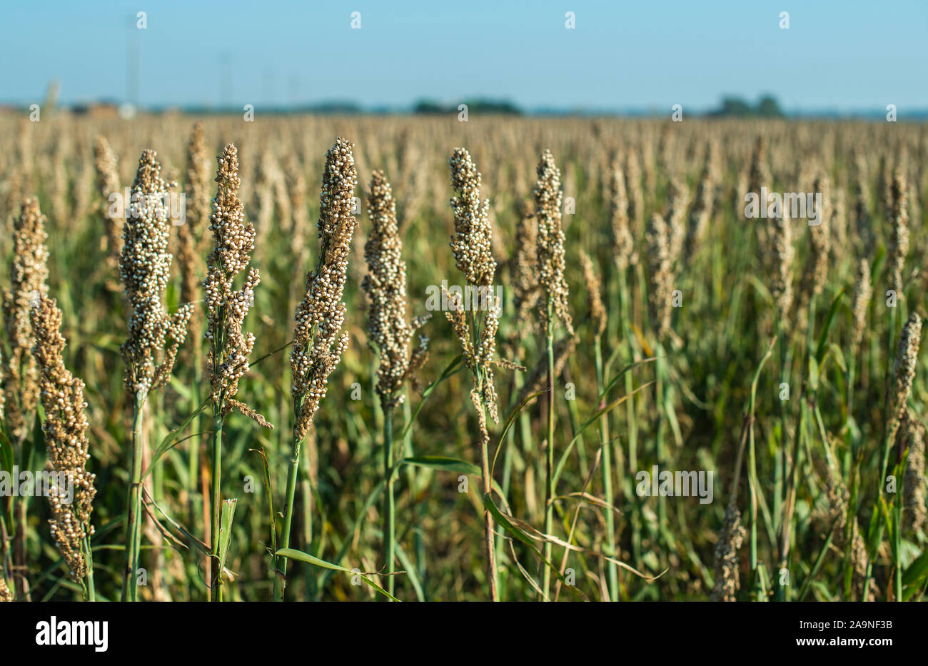 Millet plantations in the field. Bundles of millet seeds. Millet farm