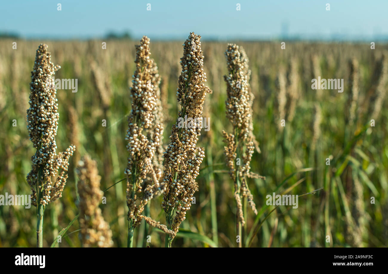 Millet plantations in the field. Bundles of millet seeds. Millet farm. Sorghum field. Other names include durra, Egyptian millet, feterita, Guinea cor Stock Photo