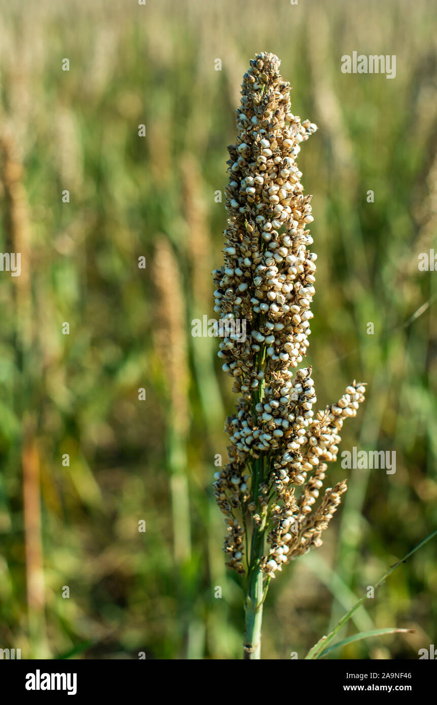 Millet plantations in the field. Bundles of millet seeds. Millet farm
