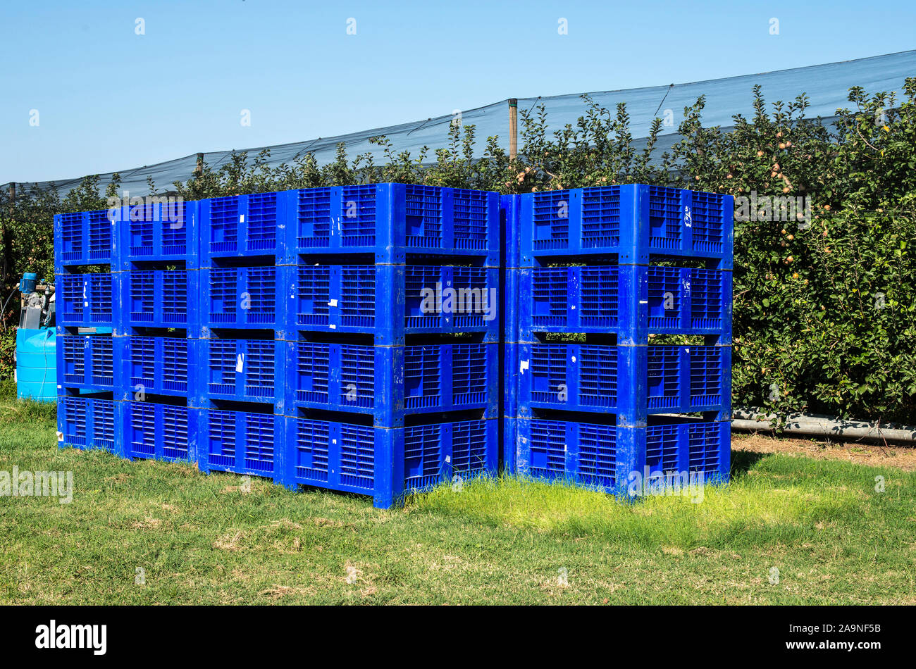 Big blue crates in apple orchard. Picking apples in industrial farm. Concept for growing and harvesting apples. Stock Photo