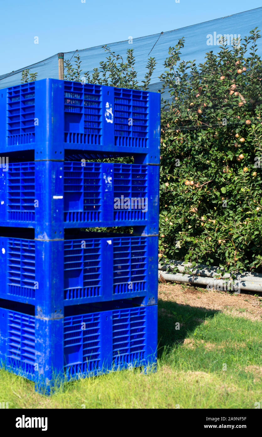 Big blue crates in apple orchard. Picking apples in industrial farm