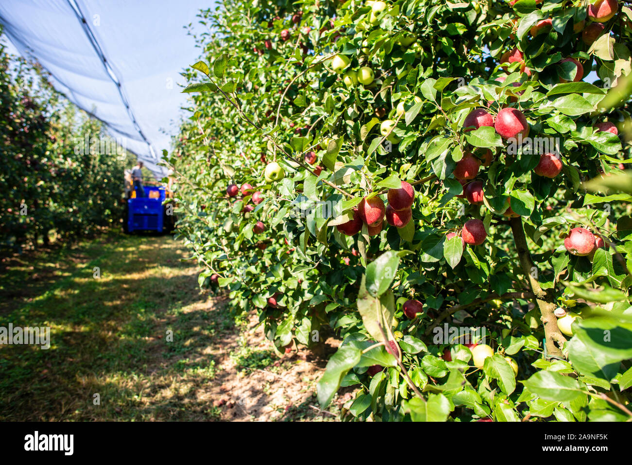 Harvest apples in big industrial apple orchard. Machine for picking apples. Concept for growing and harvesting apples through automatization. Sunny da Stock Photo