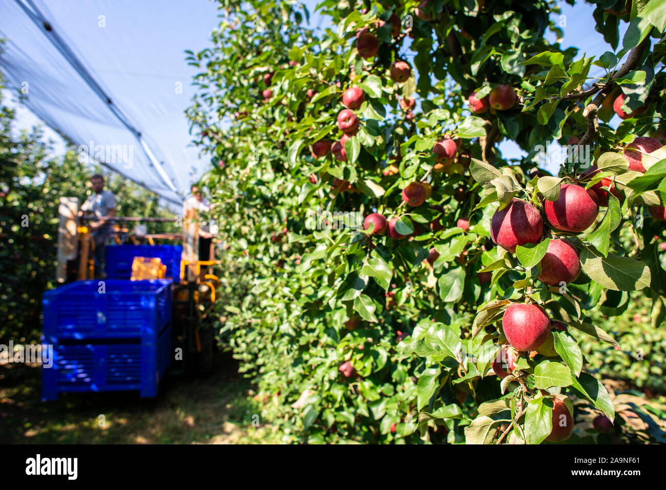 Harvest apples in big industrial apple orchard. Machine for picking apples. Concept for growing and harvesting apples through automatization. Sunny da Stock Photo