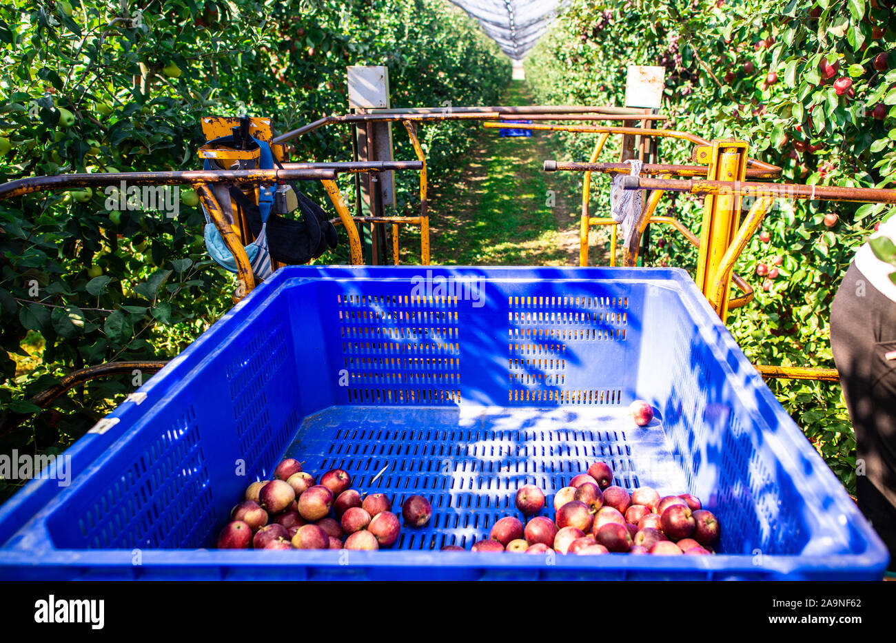 Harvest apples in big industrial apple orchard. Machine and crate for picking apples. Concept for growing and harvesting apples through automatization Stock Photo