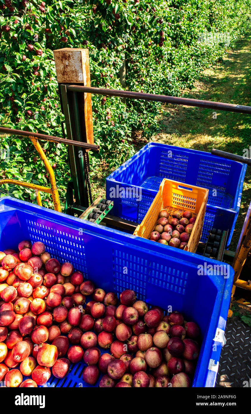 Harvest apples in big industrial apple orchard. Machine and crate for picking apples. Concept for growing and harvesting apples through automatization Stock Photo