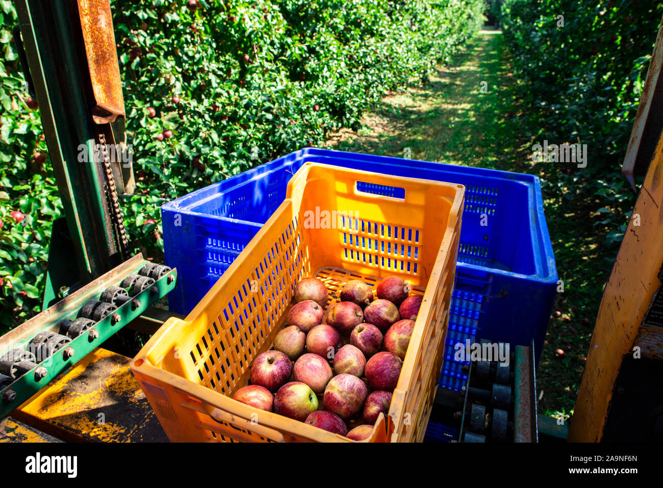 Harvest apples in big industrial apple orchard. Machine and crate for picking apples. Concept for growing and harvesting apples through automatization Stock Photo