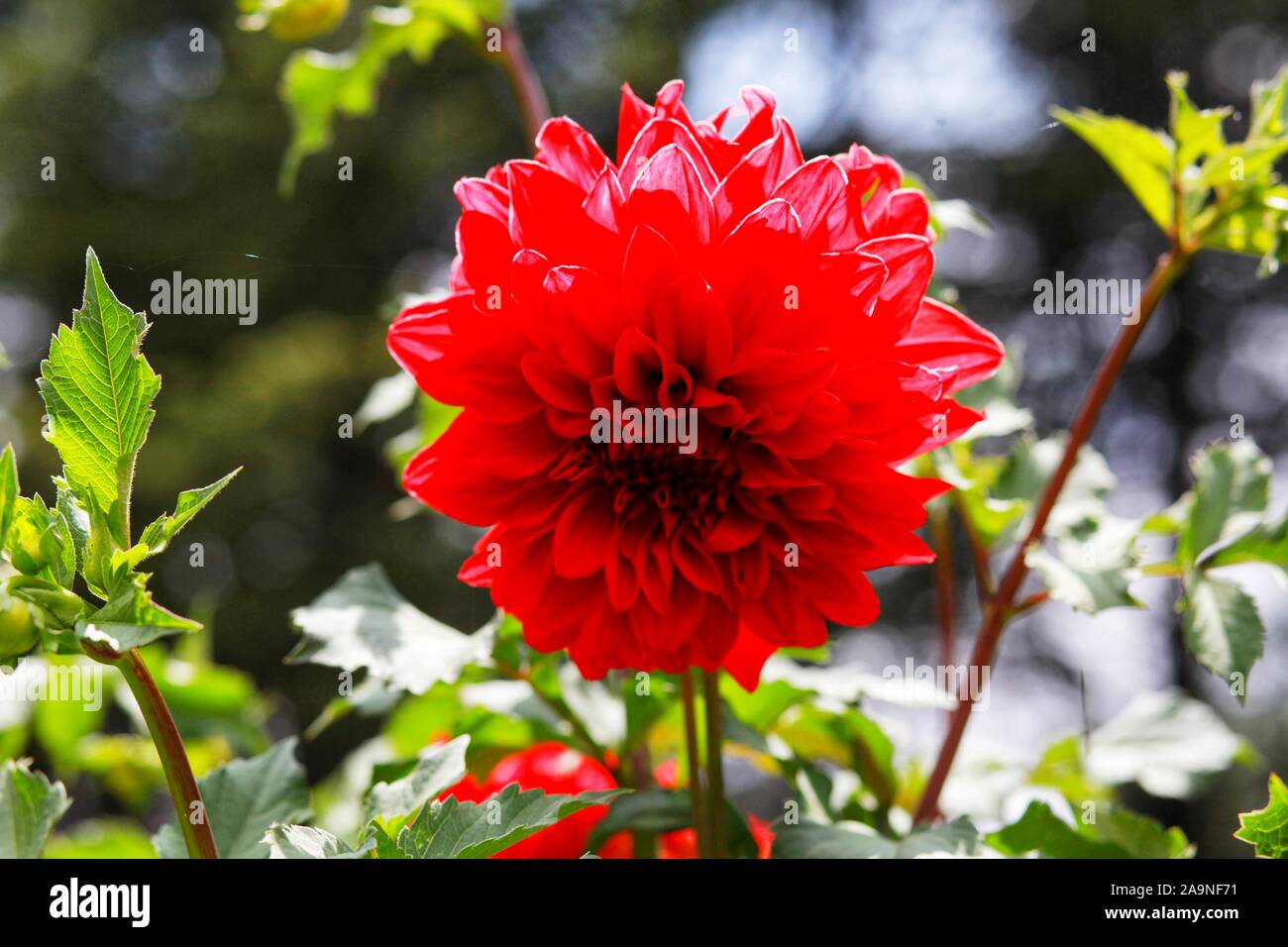 Dahlia plantation hires stock photography and images Alamy