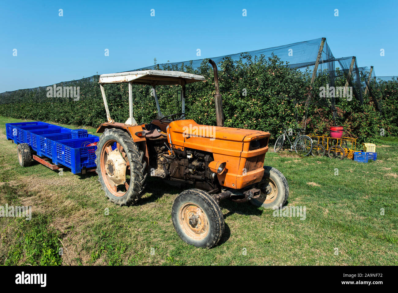 Tractor in apple farm. Tractor and trailer with crates for apples. Harvest apples in big orchard. Sunny day. Industrially growing apple trees. Stock Photo