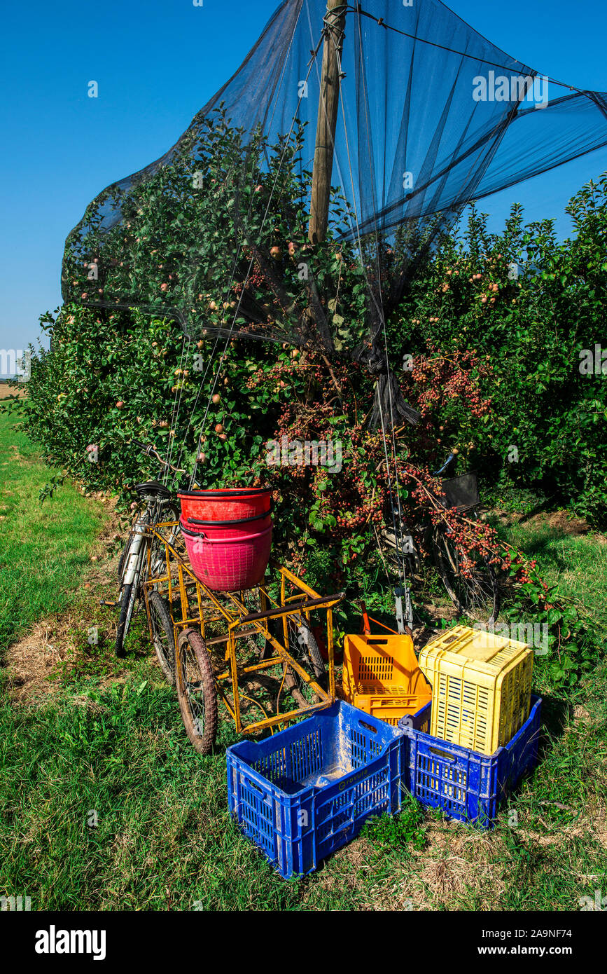 Crates in apple farm. Harvest apples in big orchard. Sunny day. Industrially growing apple trees. Stock Photo