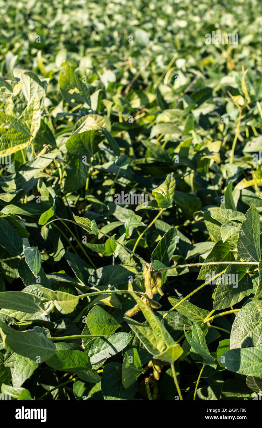 Soya plantation. Italian Soyabean in farm. Growing Legumes. Sunny day. Stock Photo