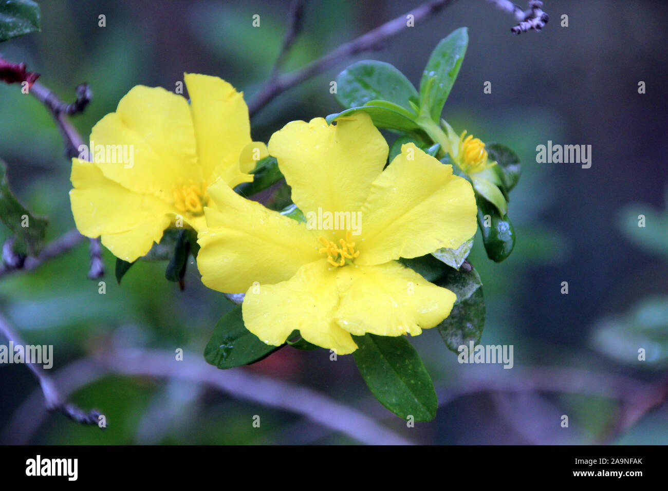 Golden Guinea flower Hibbertia scandens a genus of trees, shrubs, trailing shrubs and climbers of the family Dilleniaceae  in bloom in spring. Stock Photo
