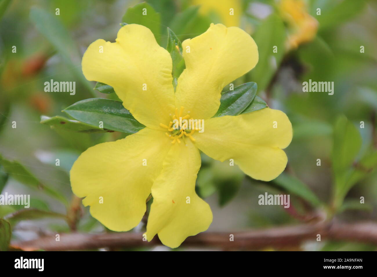 Golden Guinea flower Hibbertia scandens a genus of trees, shrubs, trailing shrubs and climbers of the family Dilleniaceae  in bloom in spring. Stock Photo