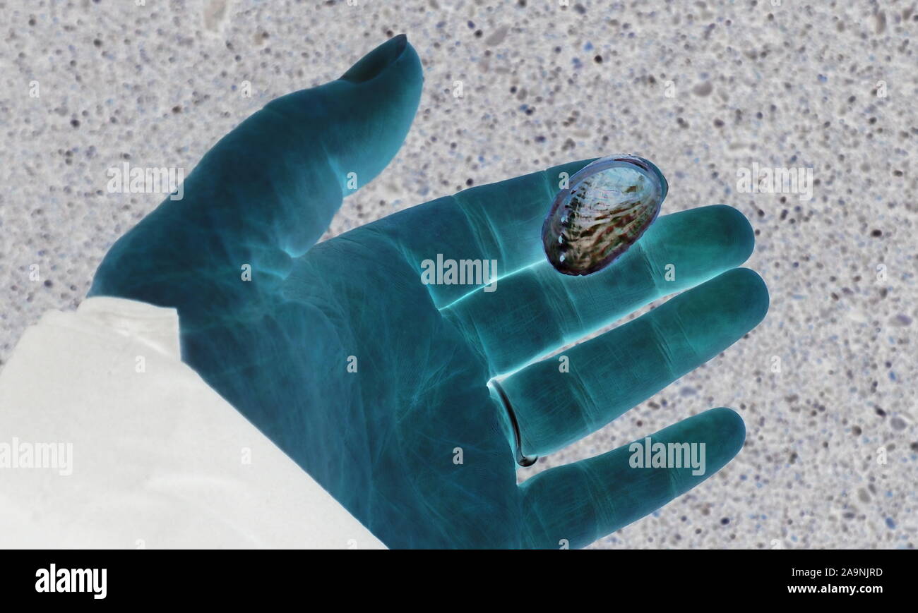 Small paua (abalone) shell resting on a blue hand at a NZ beach Stock Photo