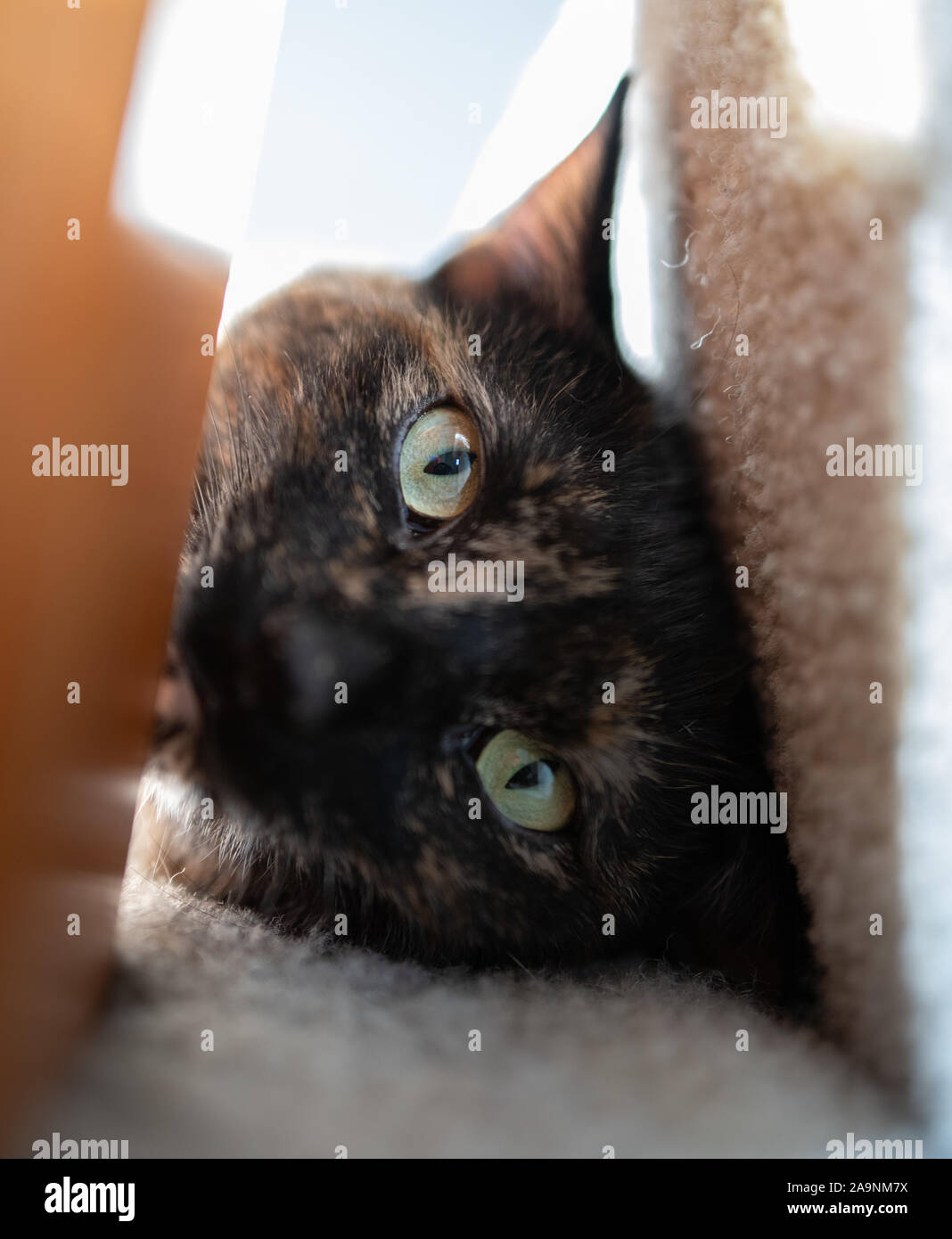 Cute tortoiseshell cat poses for a portrait Stock Photo