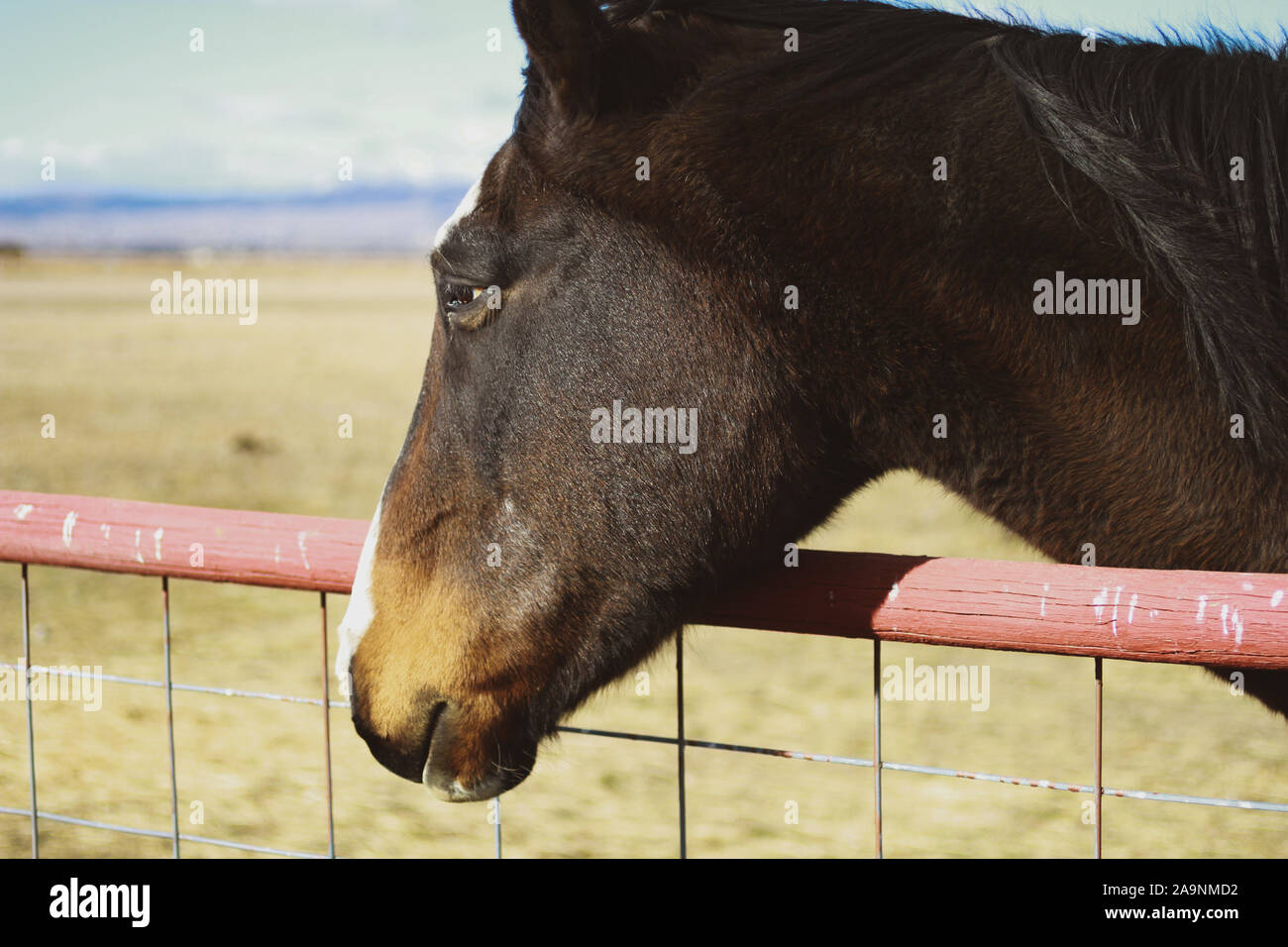 A profile of a horse head on the Montana prairie. Helena, Montana, USA