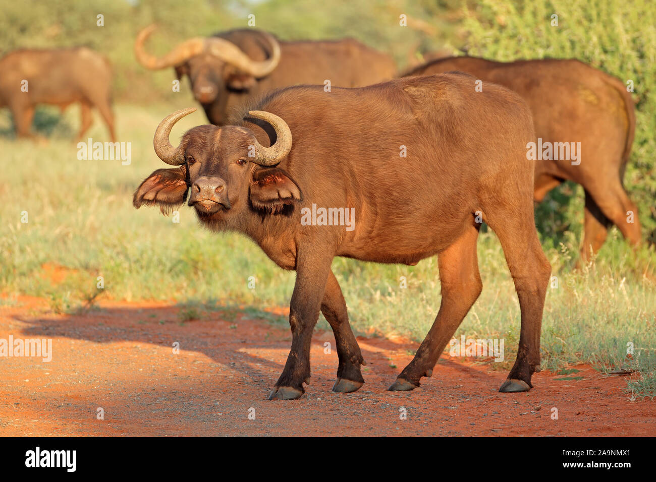 An African buffalo (Syncerus caffer) in natural habitat, Mokala
