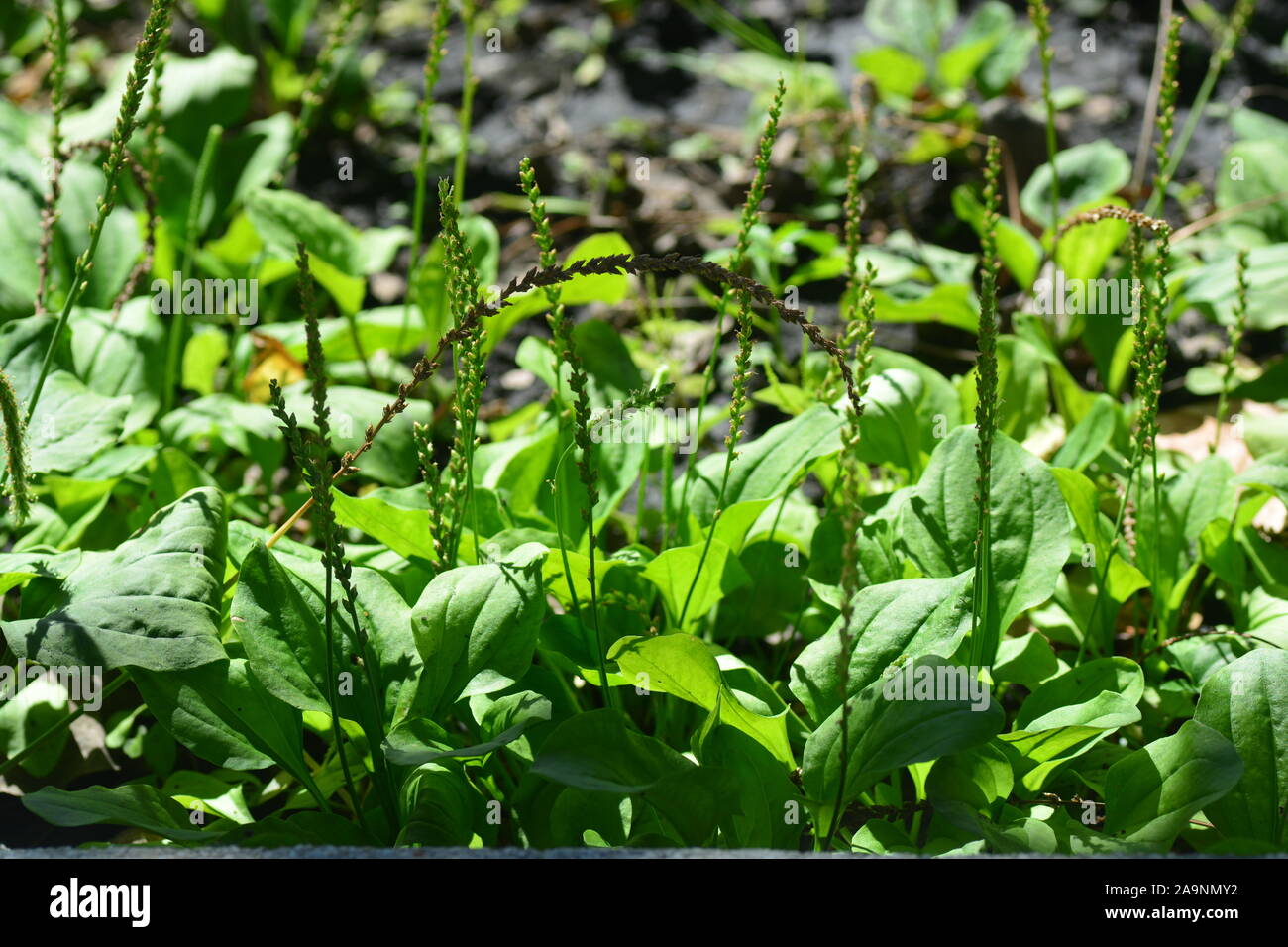 Common plantain, Greater plantain, Waybread  or Plantago major L. Stock Photo
