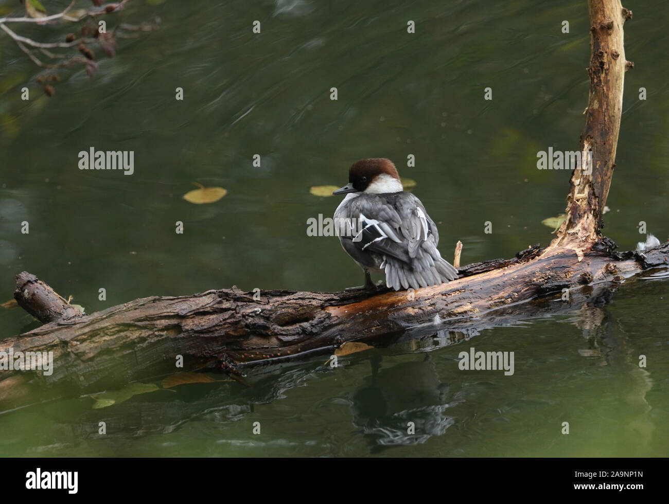 A beautiful redhead Smew, Mergus albellus, perching on a branch growing into the water in a lake in the UK. Stock Photo