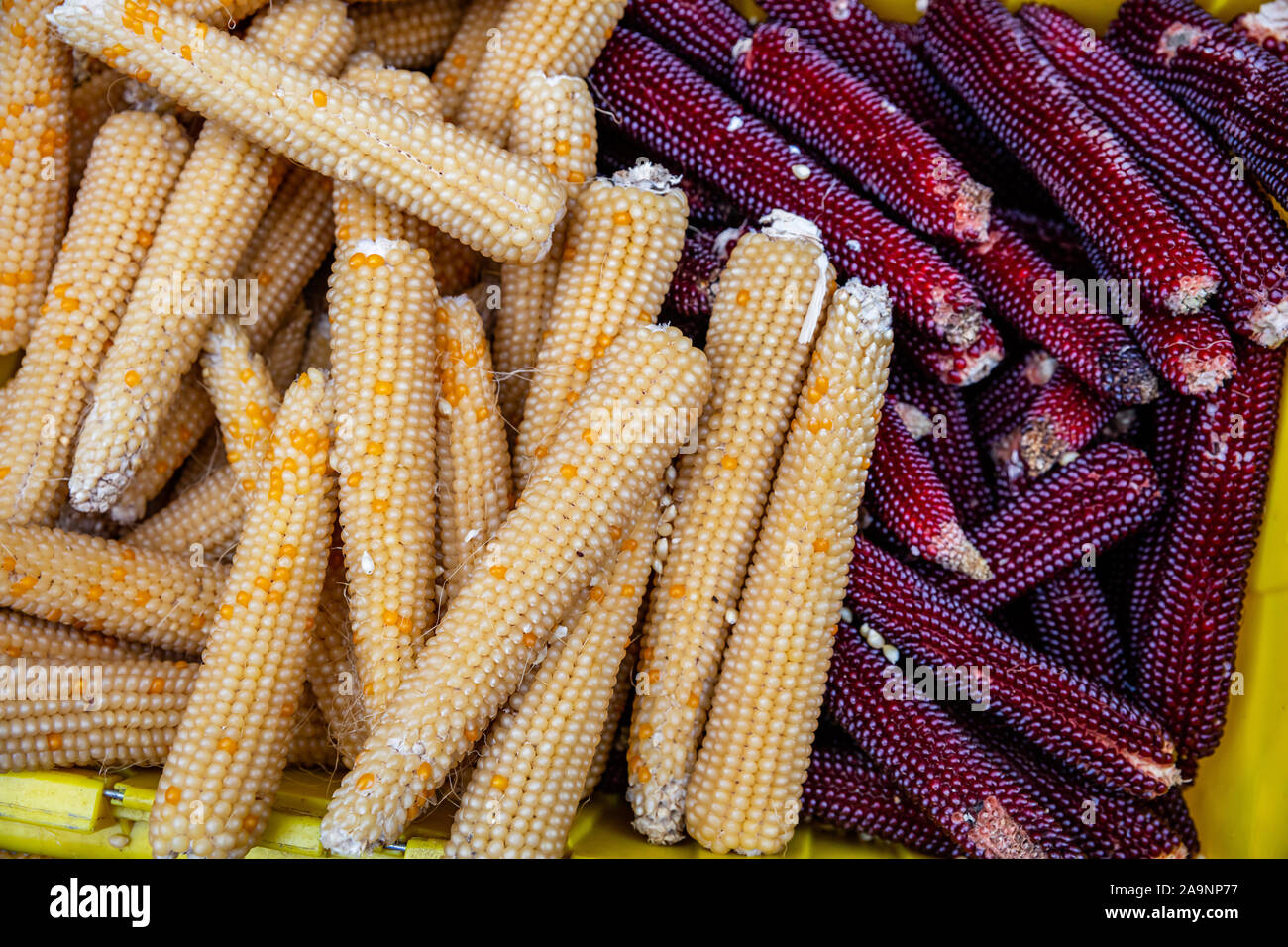 Flint corn yellow and ruby color for sale at an open air farmers market stall, full background, closeup top view Stock Photo