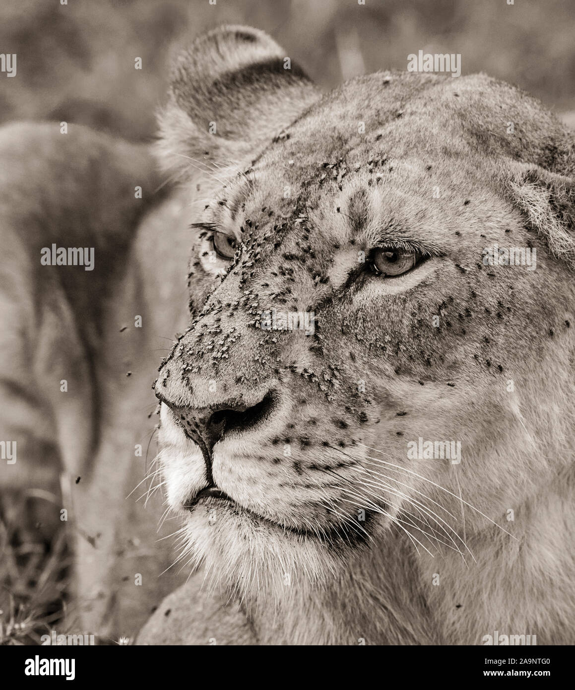 photo Lioness Black And White Drawing https www alamy com black and white portrait of lioness with flies maasai mara kenya image333009152 html