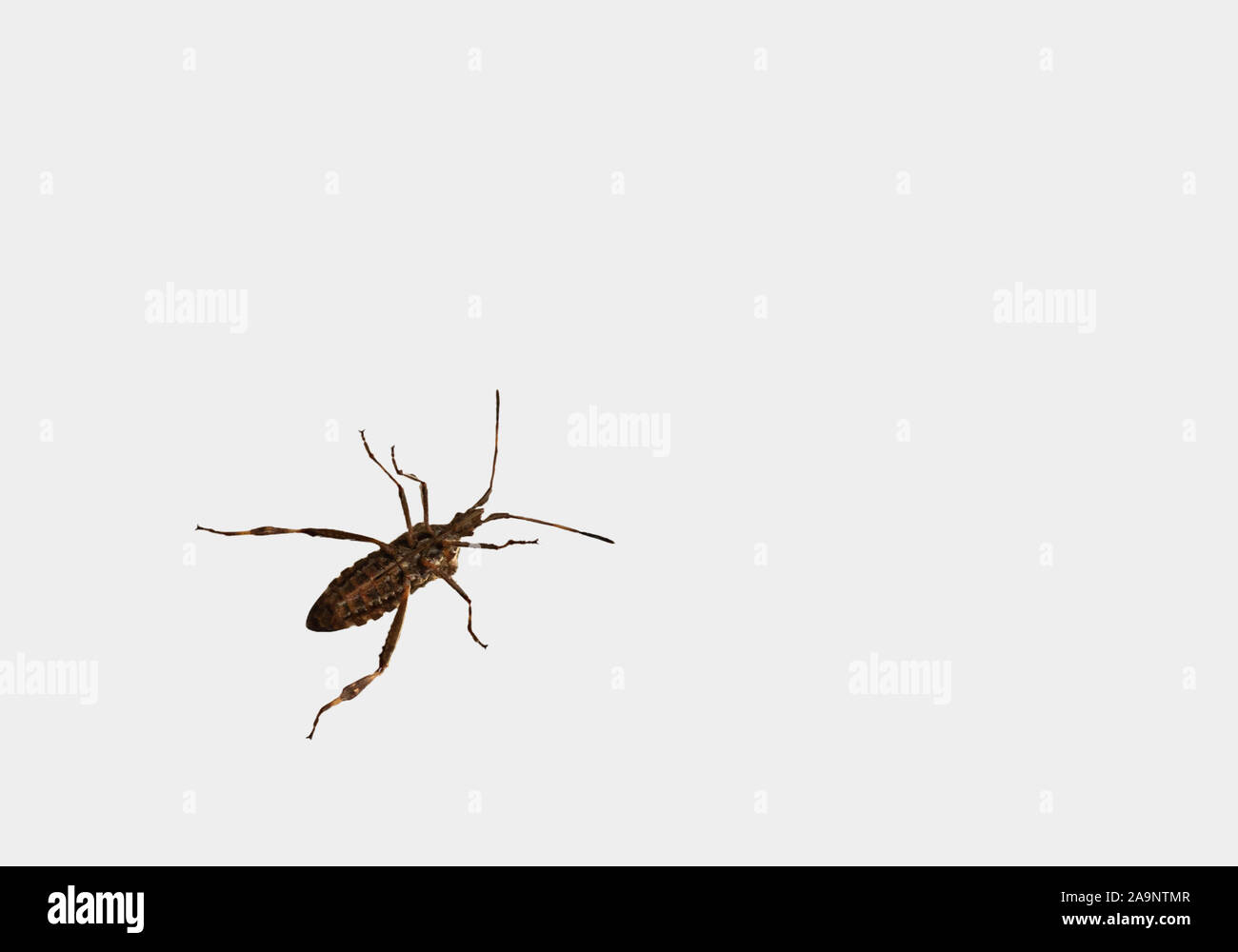 Leptoglossus occidentalis, western conifer bug seed isolated on white background. Bottom view. Stock Photo