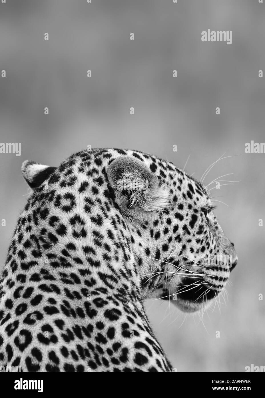 Black and white leopard portrait, Maasai Mara, Kenya Stock Photo