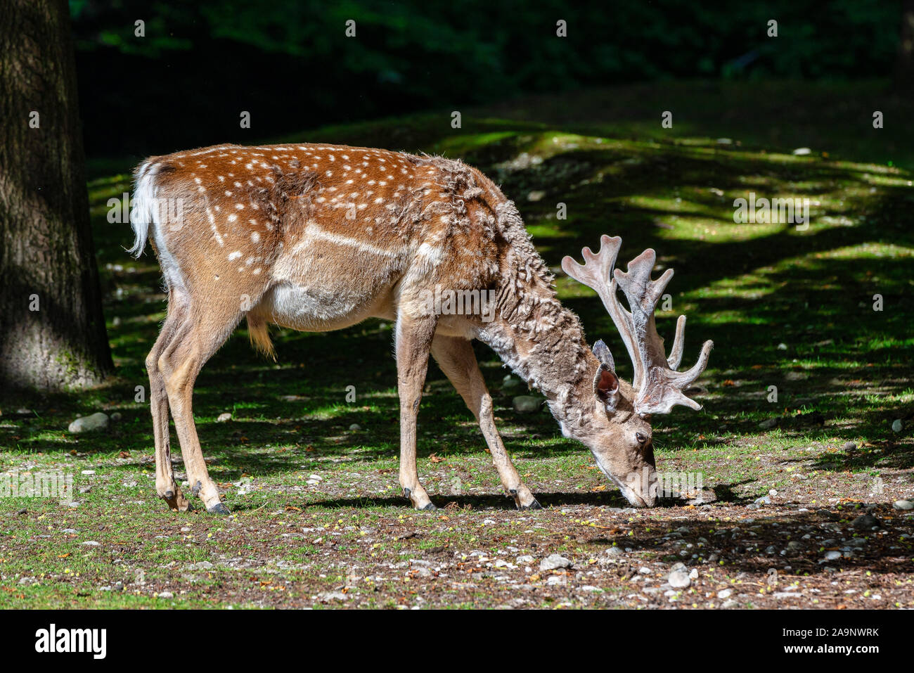 The fallow deer, Dama mesopotamica is a ruminant mammal Stock Photo