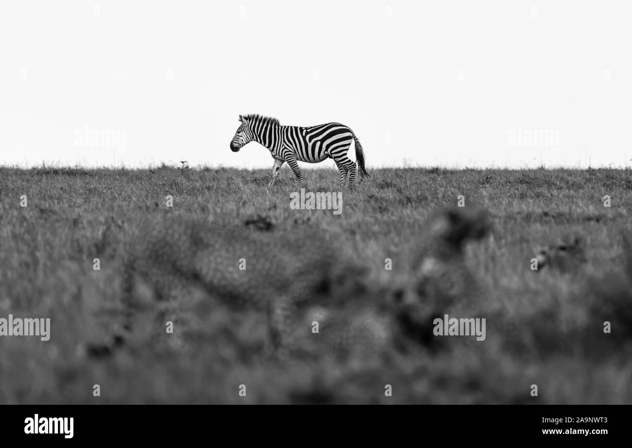Zebra vs Cheetahs on the plains of Maasai Mara, Kenya Stock Photo