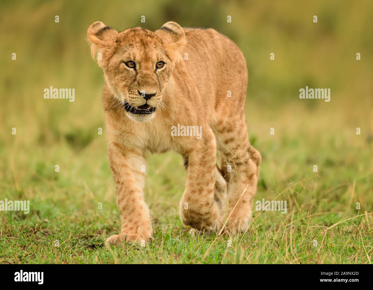 Lion cubs maasai mara hi-res stock photography and images - Alamy