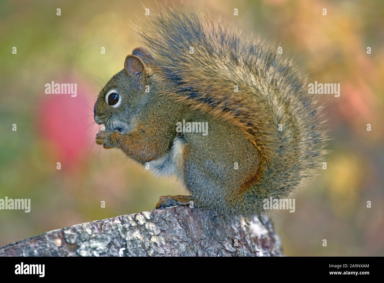 Red Squirrel sitting on tree stump feeding, portrait, profile view. Stock Photo
