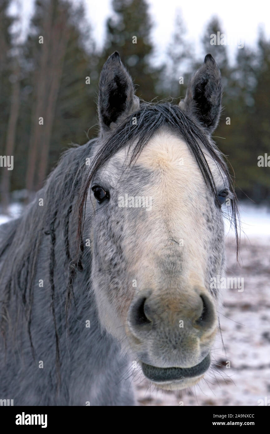 Portrait of curious gray dapple Arabian Mare in winter hair, watching, close up Stock Photo