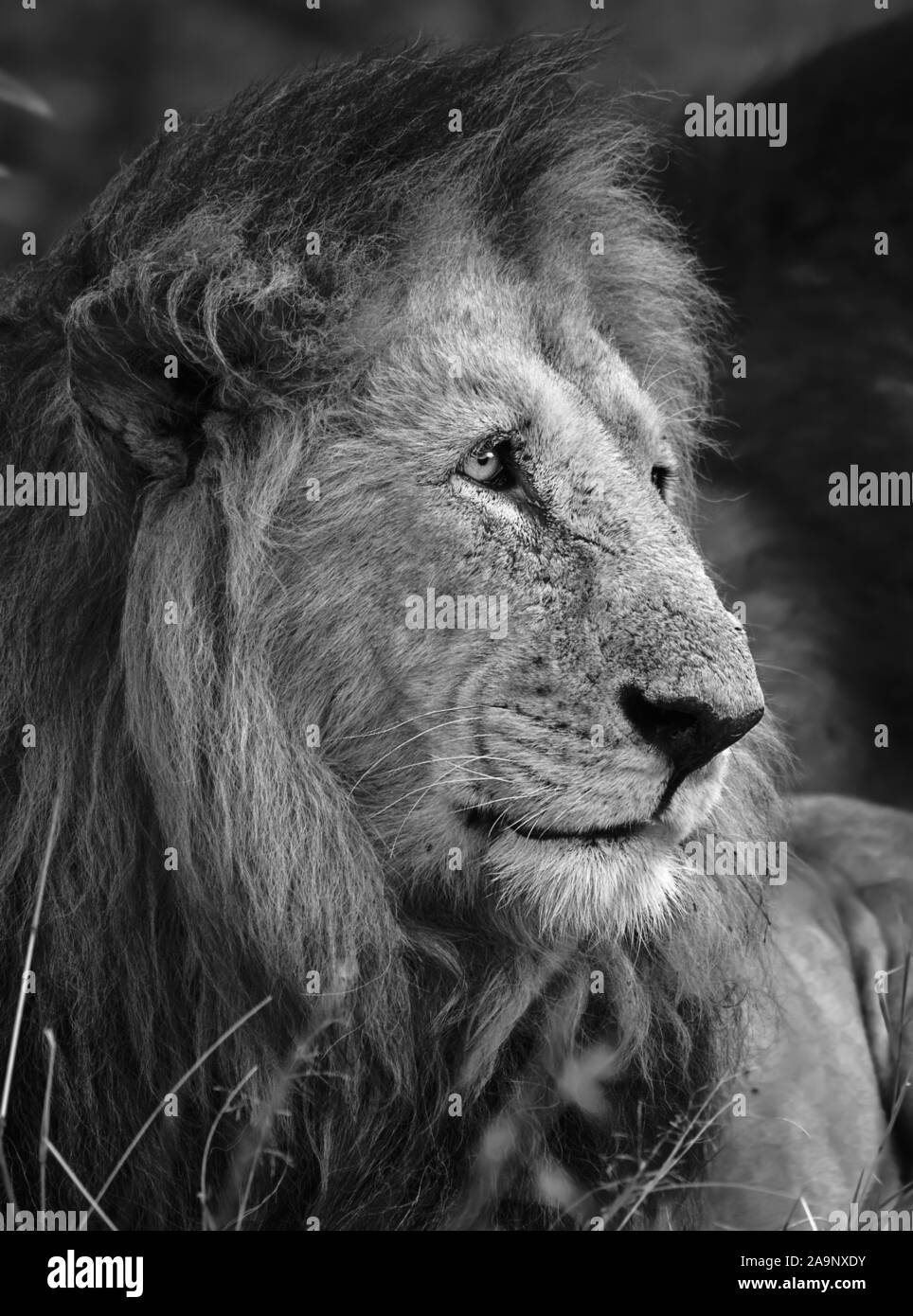 Black and white Lion portrait, Maasai Mara, Kenya Stock Photo